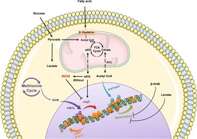 Cofactors As Metabolic Sensors Driving Cell Adaptation in Physiology and Disease